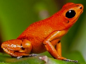 Foto de um sapo-dourado. Ele possui cor alaranjada e olhos pretos.