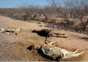 Bois mortos numa região atingida pela seca