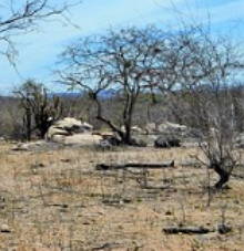 Paisagem de região de clima semiárido no Nordeste do Brasil