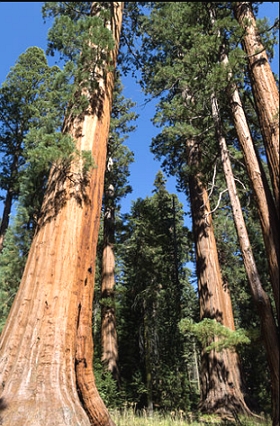 Foto de sequoias, árvores altas