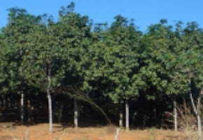 Foto de seringueiras