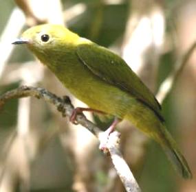 F&ecirc;mea do p&aacute;ssaro Soldadinho-do-araripe