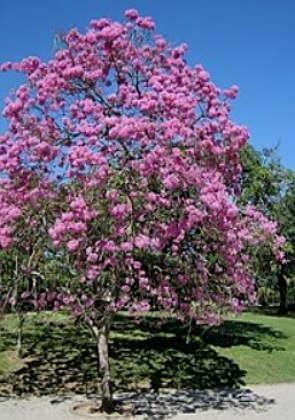 &Aacute;rvore grande com flores de cor rosa num dia de ceu azul