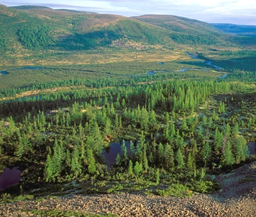 Taiga, vegeta&ccedil;&atilde;o do norte da &Aacute;sia