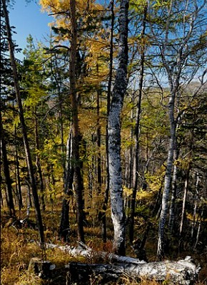 Foto mostrando uma floresta boreal (taiga) na Sib&eacute;ria