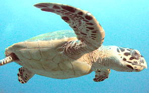 Tartaruga-de-pente nas &aacute;guas do mar