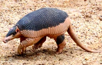 Foto de um tatu-canastra caminhando