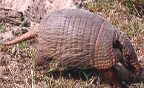 Tatu-peba no bioma caatinga