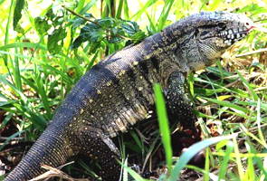 Teiú (lagarto), réptil da mata atlântica