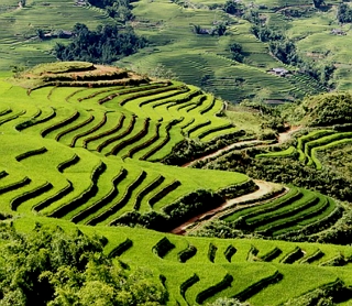 Foto mostrando a t&eacute;cnica de terraceamento usado na cultura do arroz