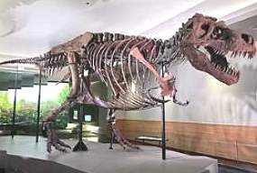 Esqueleto de um dinossauro