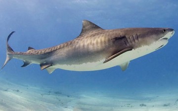 Foto de um tubar&atilde;o-tigre nas &aacute;guas do oceano