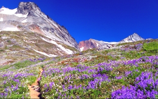 Foto da Tundra Alpina