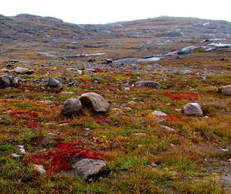 Foto da Tundra canadense