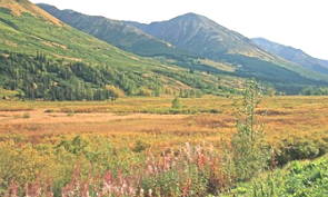 Paisagem de vegetação tundra do Canadá