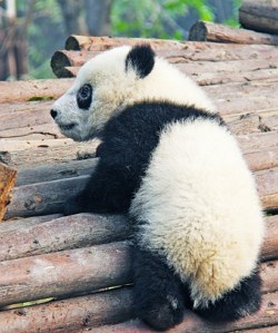 Foto de um urso panda filhote