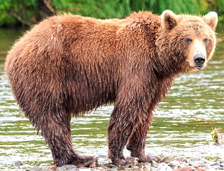 Foto de um Urso-Pardo dentro de um rio