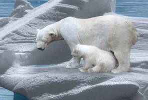 Filhote de urso polar com a mãe