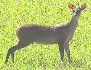 Foto de um veado-mateiro