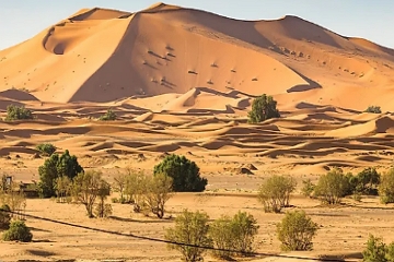 Paisagem de deserto com poucas plantas baixas e com poucas folhas