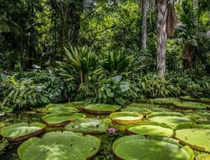 Árvores e vitórias-régias da Amazônia