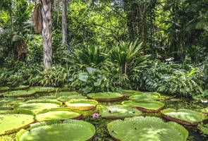 Vegetação típiica do bioma Amazônica