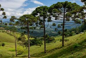 Arauc&aacute;rias da regi&atilde;o sul do Brasil