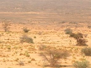 Paisagem de deserto com poucas plantas baixas e com poucas folhas