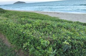 Foto mostrando uma praia com vegeta&ccedil;&atilde;o pr&oacute;xima a areia