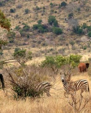 Foto mostrando a vegetação da savana com arbustos