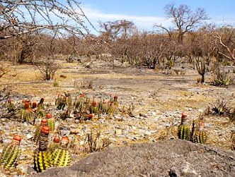 Foto de uma regi&atilde;o da Caatinga com algumas esp&eacute;cies vegetais