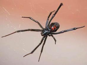 Aranha vi&uacute;va negra numa teia