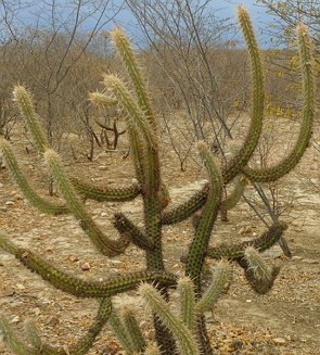 Foto da planta xique-xique com espinhos