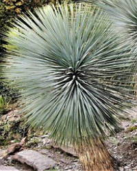 Yuca rostrata