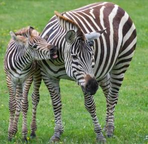 Foto de uma zebra m&atilde;e com filhote