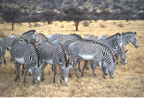 Manada de zebras se alimentando na savana africana